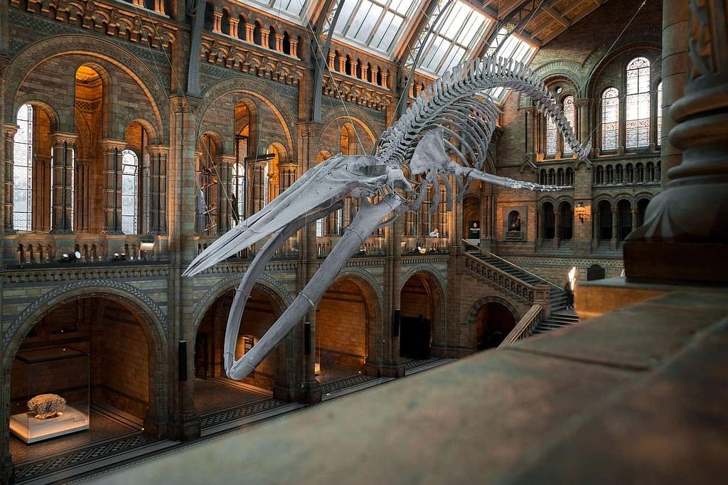 Natural History Museum, London