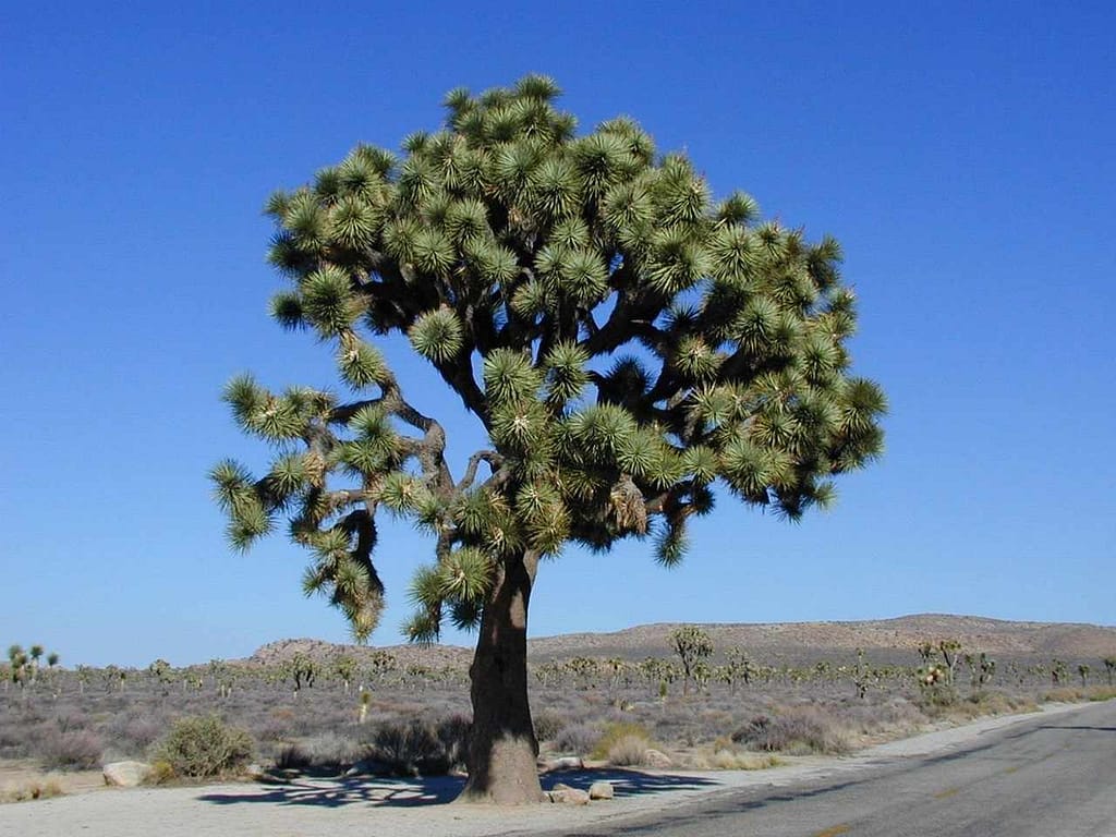 Joshua Tree National Park.